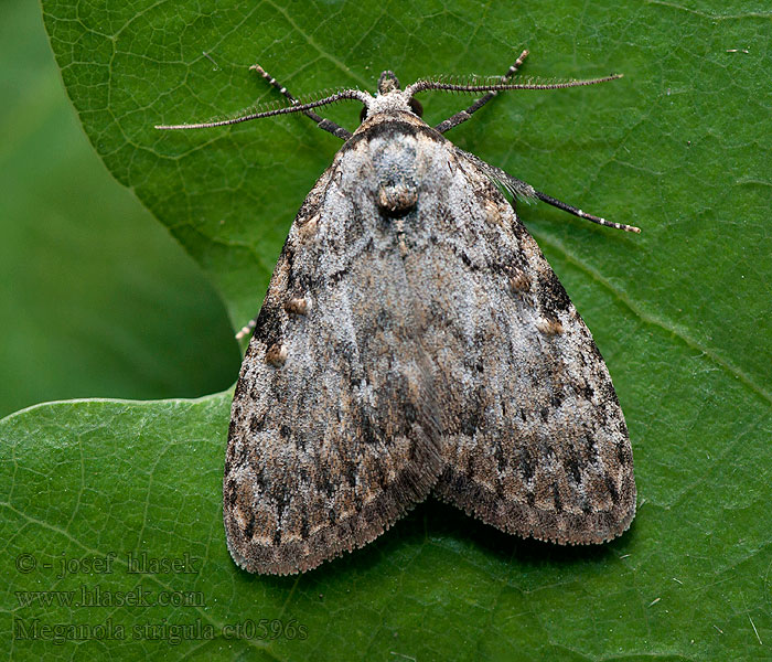 Meganola strigula Drobnuška buková Donker visstaartje