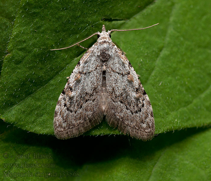 Meganola strigula