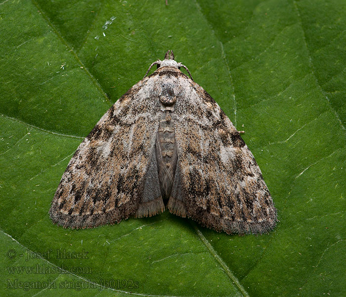 Meganola strigula