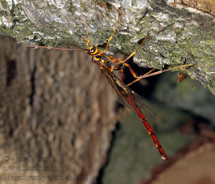 Megarhyssa perlata