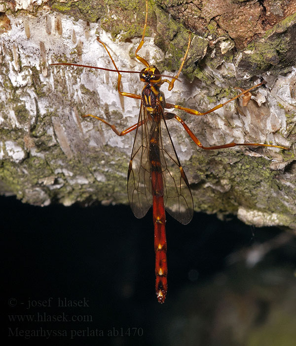 Megarhyssa perlata