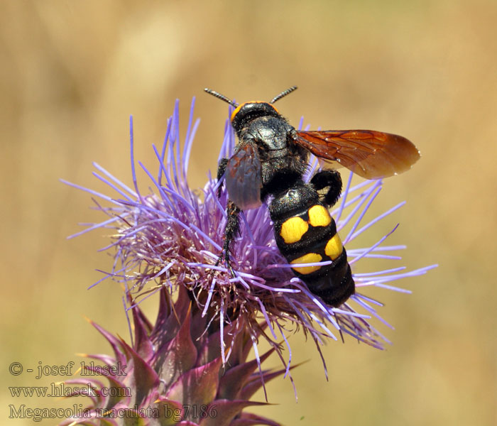 Megascolia maculata Žahalka obrovská