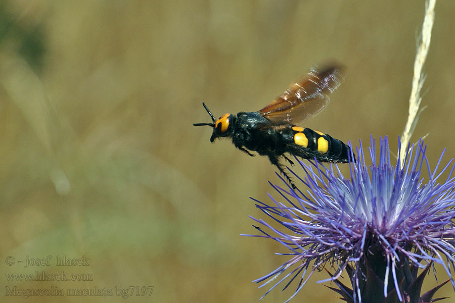 Megascolia maculata Gelbköpfige Dolchwespe