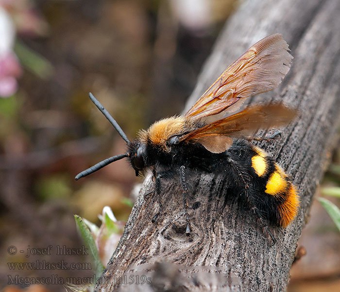 Gelbköpfige Dolchwespe Сколия-гигант Mammoth wasp Megascolia maculata