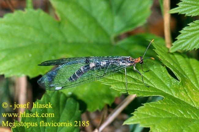 Megistopus flavicornis Мегистопус желтоусый Mravkolev žlutorohý