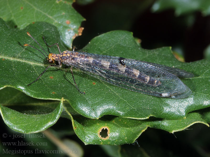 Megistopus flavicornis Mravkolev žlutorohý Мегистопус желтоусый