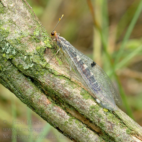 Mravkolev žlutorohý Мегистопус желтоусый Megistopus flavicornis