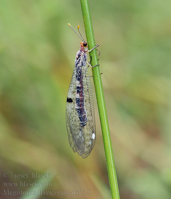 Мегистопус желтоусый Megistopus flavicornis Mravkolev žlutorohý