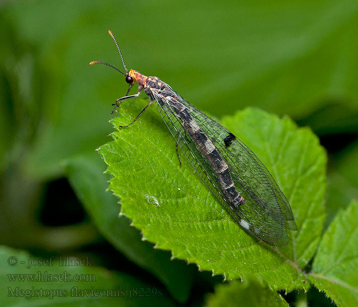 Mravkolev žlutorohý Megistopus flavicornis