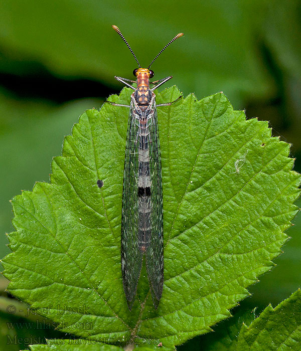 Мегистопус желтоусый Megistopus flavicornis