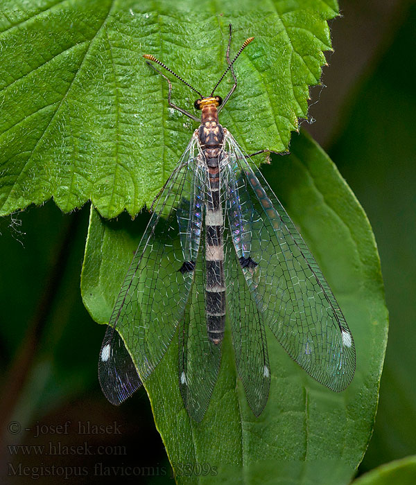 Megistopus flavicornis Мегистопус желтоусый Mravkolev žlutorohý