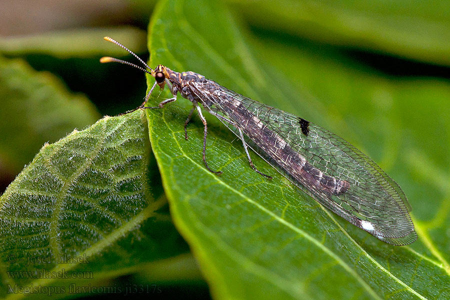 Mravkolev žlutorohý Megistopus flavicornis Мегистопус желтоусый