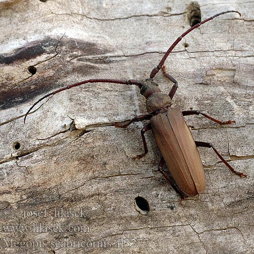 Megopis scabricornis Aegosoma scabricorne Fuzáč drsnotykadlový Grain Support Beetle Körnerbock Tesařík drsnorohý Зернистоусый усач Diófacincér Вусач-меґоп зерновусий