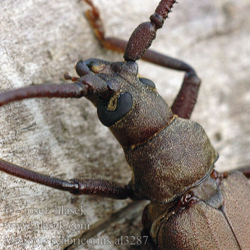 Aegosoma scabricorne Fuzáč drsnotykadlový Grain Support Beetle Körnerbock Tesařík drsnorohý Зернистоусый усач Diófacincér Вусач-меґоп зерновусий Megopis scabricornis