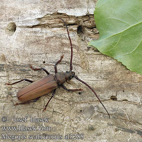 Fuzáč drsnotykadlový Grain Support Beetle Körnerbock Tesařík drsnorohý Зернистоусый усач Diófacincér Вусач-меґоп зерновусий Megopis scabricornis Aegosoma scabricorne