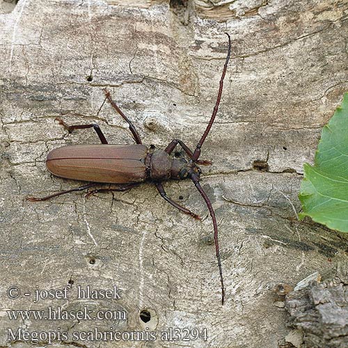 Grain Support Beetle Körnerbock Tesařík drsnorohý Зернистоусый усач Diófacincér Вусач-меґоп зерновусий Megopis scabricornis Aegosoma scabricorne Fuzáč drsnotykadlový