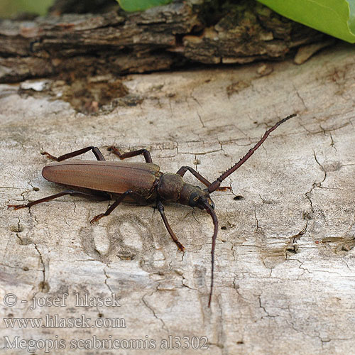 Körnerbock Tesařík drsnorohý Зернистоусый усач Diófacincér Вусач-меґоп зерновусий Megopis scabricornis Aegosoma scabricorne Fuzáč drsnotykadlový Grain Support Beetle