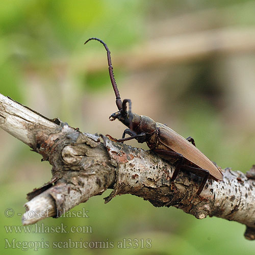 Зернистоусый усач Diófacincér Вусач-меґоп зерновусий Megopis scabricornis Aegosoma scabricorne Fuzáč drsnotykadlový Grain Support Beetle Körnerbock Tesařík drsnorohý