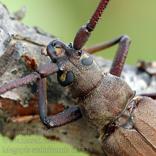 Diófacincér Вусач-меґоп зерновусий Megopis scabricornis Aegosoma scabricorne Fuzáč drsnotykadlový Grain Support Beetle Körnerbock Tesařík drsnorohý Зернистоусый усач