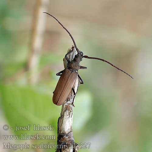 Вусач-меґоп зерновусий Megopis scabricornis Aegosoma scabricorne Fuzáč drsnotykadlový Grain Support Beetle Körnerbock Tesařík drsnorohý Зернистоусый усач Diófacincér