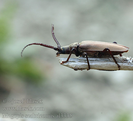 Megopis scabricornis Aegosoma scabricorne Fuzáč drsnotykadlový Grain Support Beetle Körnerbock Tesařík drsnorohý Зернистоусый усач Diófacincér Вусач-меґоп зерновусий