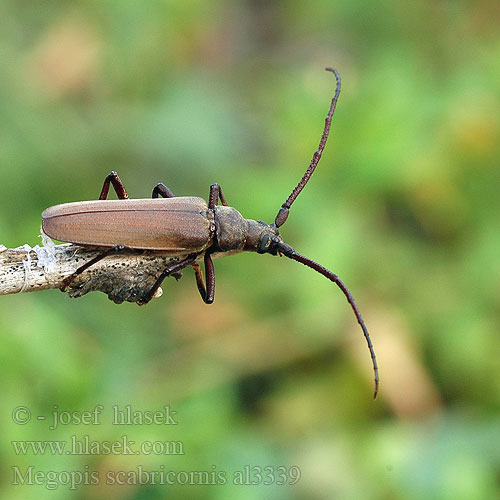 Aegosoma scabricorne Fuzáč drsnotykadlový Grain Support Beetle Körnerbock Tesařík drsnorohý Зернистоусый усач Diófacincér Вусач-меґоп зерновусий Megopis scabricornis