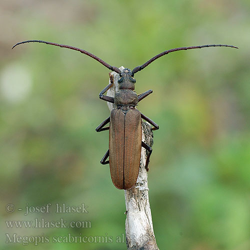 Grain Support Beetle Körnerbock Tesařík drsnorohý Зернистоусый усач Diófacincér Вусач-меґоп зерновусий Megopis scabricornis Aegosoma scabricorne Fuzáč drsnotykadlový