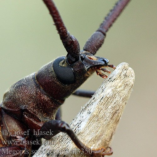 Tesařík drsnorohý Зернистоусый усач Diófacincér Вусач-меґоп зерновусий Megopis scabricornis Aegosoma scabricorne Fuzáč drsnotykadlový Grain Support Beetle Körnerbock