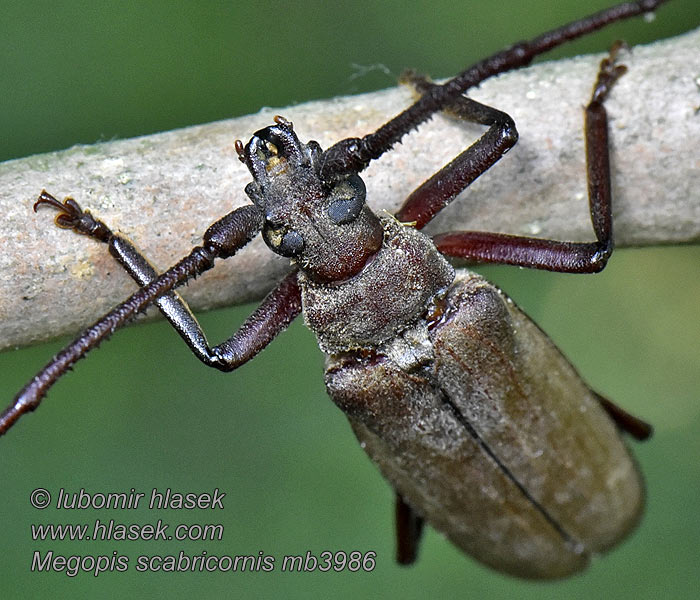 Megopis scabricornis