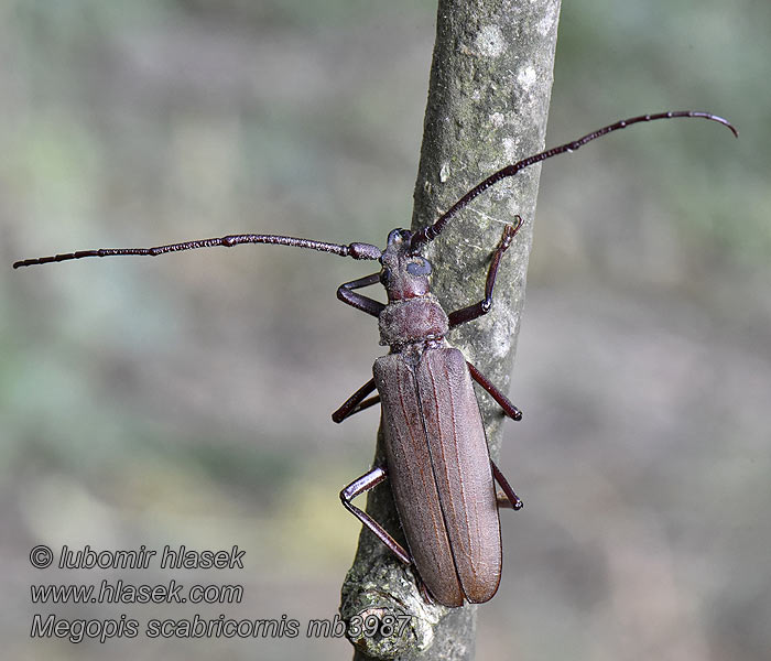 Megopis scabricornis