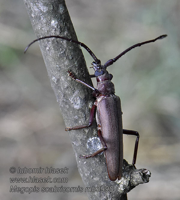 Megopis scabricornis