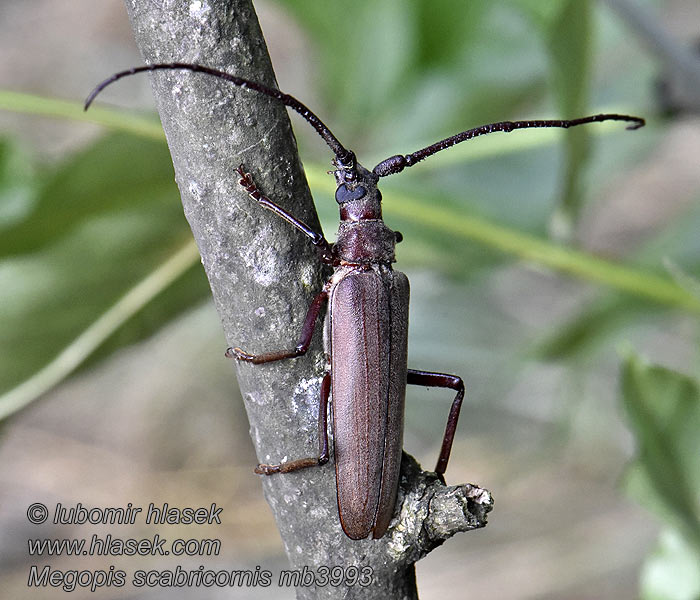 Megopis scabricornis