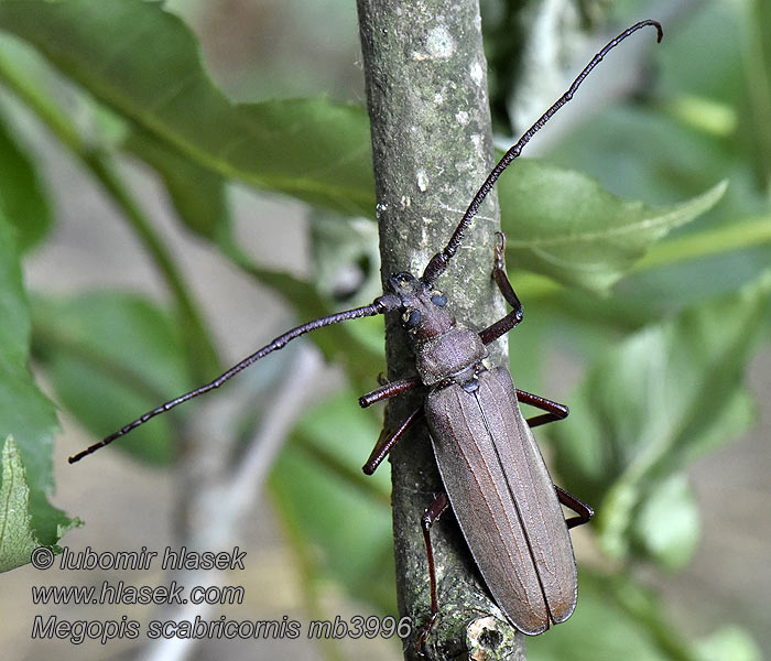 Megopis scabricornis