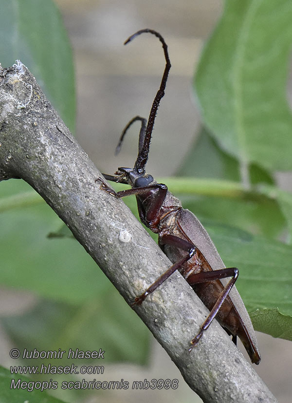 Megopis scabricornis