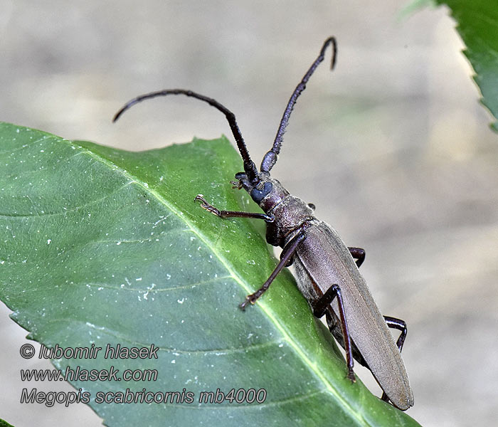 Megopis scabricornis