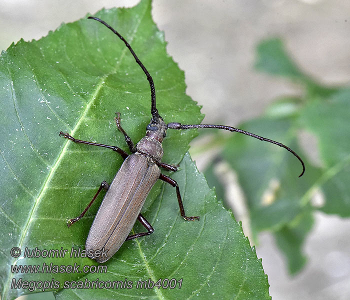 Megopis scabricornis