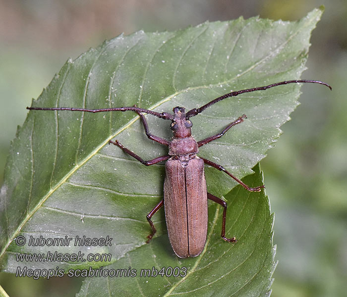 Megopis scabricornis