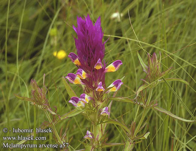 Melampyrum arvense Field Cow-wheat Ager-Kohvede Peltomaitikka