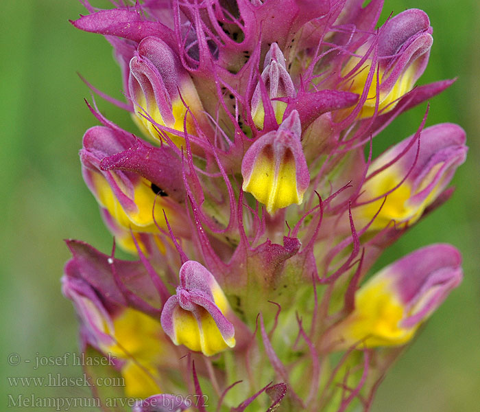 Melampyrum arvense Field Cow-wheat Ager-Kohvede Černýš rolní