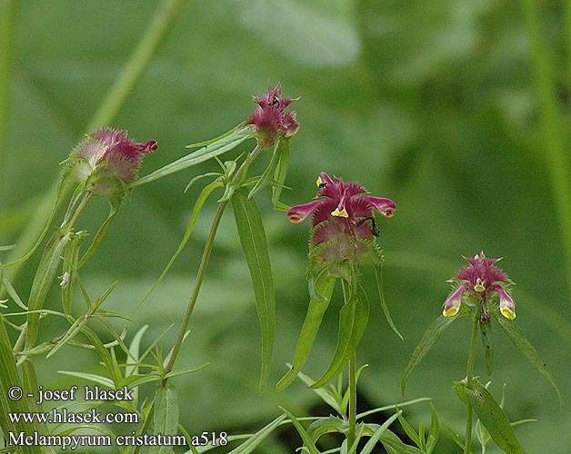 Melampyrum cristatum Crested Cow-Wheat Cow Wheat Kantet Kohvede