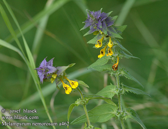 Melampyrum nemorosum Černýš hajní Mélampyre bois Wood Cow-wheat