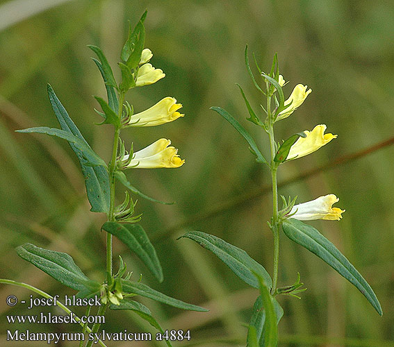 Melampyrum sylvaticum alpestre Small Cow-wheat Wald-Wachtelweizen