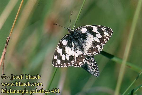 Melanargia galathea Marbled White Demi-Deuil Sakktáblalepke Damenbrett Schachbrett Polowiec szachownica