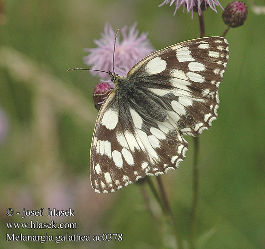 Melanargia galathea Okáč bojínkový Medioluto nortena Schackfjäril