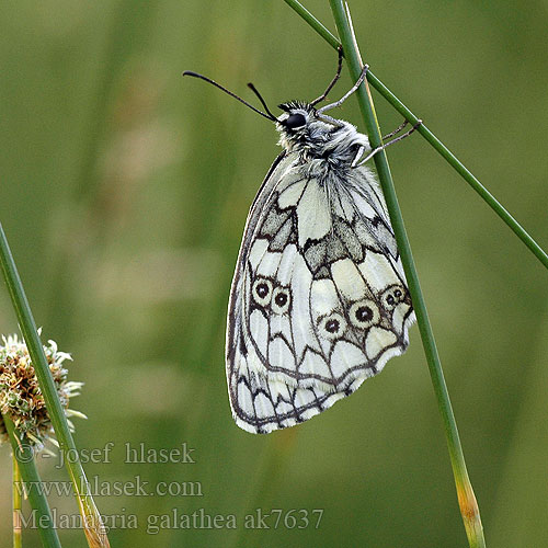 Pjegavac Lisar lisaste šahe Melike Marbled White Demi-Deuil Sakktáblalepke