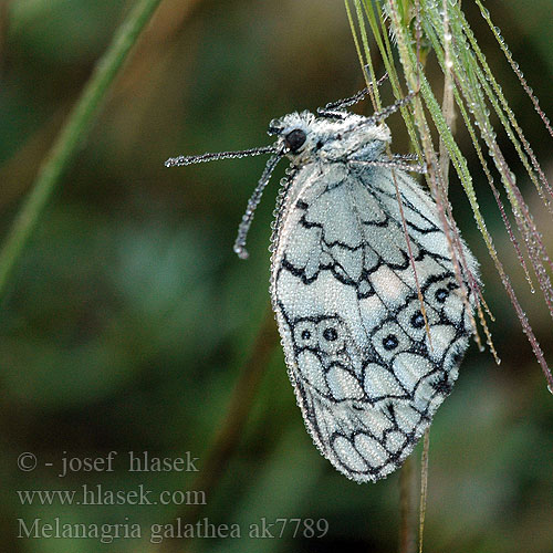 Marbled White Demi-Deuil Sakktáblalepke Damenbrett Schachbrett Polowiec szachownica