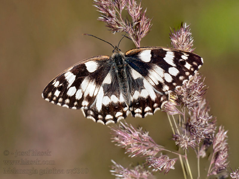 Melanargia galathea