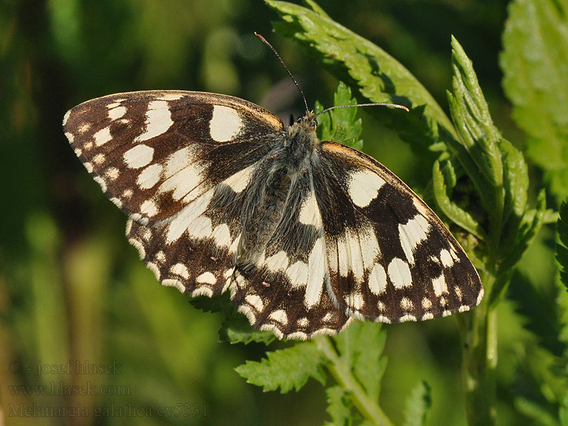 Melanargia galathea