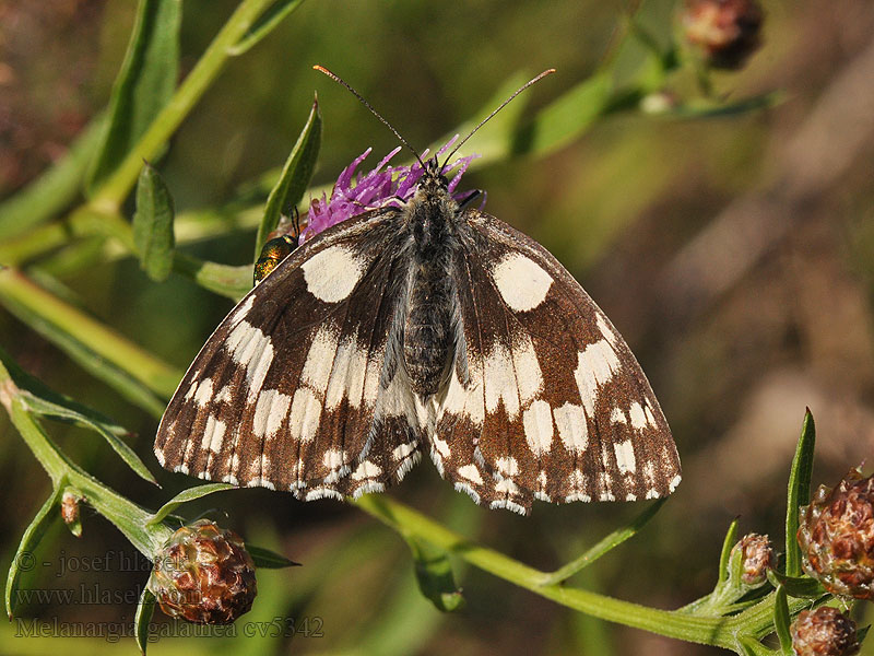 Melanargia galathea