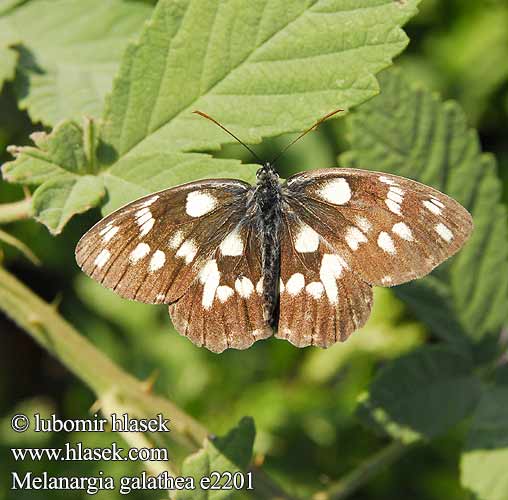 Melanargia galathea Пестроглазка Галатея Шахматна пеперуда Pjegavac Lisar lisaste šahe Melike Marbled White Demi-Deuil Sakktáblalepke Damenbrett Schachbrett Polowiec szachownica Očkáň timotejkový Okáč bojínkový Medioluto nortena Schackfjäril Ruutuperhonen Dambordje